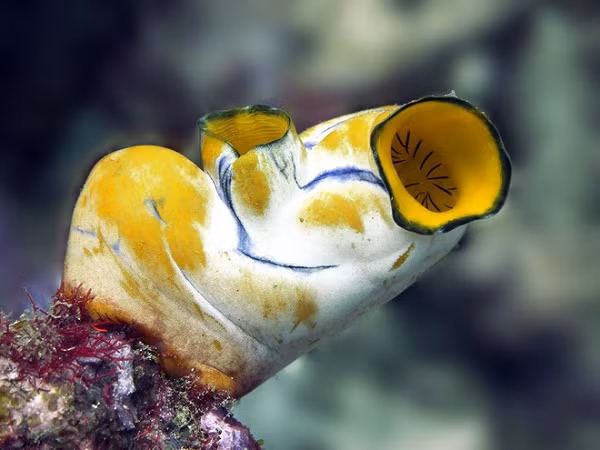 Thực chất đó là quá trình sinh trưởng từ hải tiêu non với hình hài khá giống với nòng nọc (có đầy đủ mắt, não và đuôi) đến khi gắn cơ thể cố định vào một mặt bám và tiêu biến tất cả các bộ phận, chỉ còn lại một đốt thần kinh.