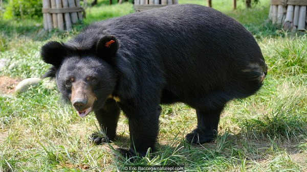 Hành vi này nghe qua có vẻ "vô cùng man rợ" nhưng cũng rất hợp lý: thà mất một bộ phận còn hơn mất mạng.