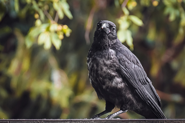 Những con quạ thích nghi với cuộc sống hiện đại của con người rất nhanh chóng. Chúng quan sát và học hỏi từ những gì con người làm hàng ngày. Những con quạ sống ở các đô thị thường thu thập các loại hạt và thả xuống mặt đường. Mục đích của việc này là mượn sức của ô tô làm vỡ hạt.