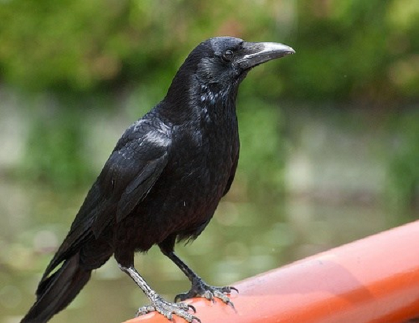 Sau khi kiếm được thức ăn, quạ sẽ quan sát xung quanh để chắc chắn rằng không có ai nhìn thấy nó. Nếu phát hiện một con vật khác đang lăm le thức ăn của mình, chúng sẽ giả vờ chôn thức ăn ở đó, nhưng thực sự lại giấu vào bộ lông và bay đi tìm địa điểm khác.