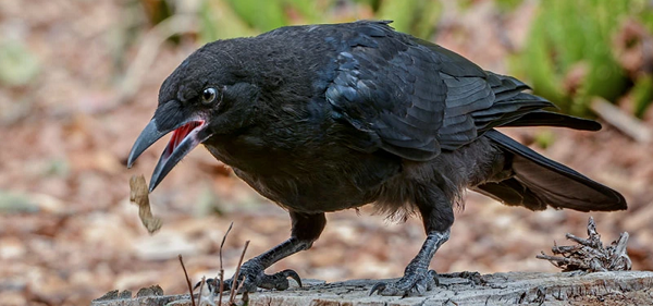 Các nhà nghiên cứu đã phân tích khả năng của những con quạ trong các nhiệm vụ thử nghiệm để kiểm tra sự hiểu biết của chúng về thế giới vật chất và cách chúng tương tác với những con quạ khác. Họ đã kiểm tra kỹ năng nhận thức của tám con quạ 4, 8, 12 và 16 tháng tuổi bằng một loạt thí nghiệm.