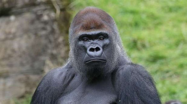 Theo nghiên cứu được công bố trên tạp chí Scientific Reports, khả năng nhận thức của quạ từ 4 đến 16 tháng tuổi là tương tự nhau, cho thấy tốc độ phát triển các kỹ năng nhận thức của chúng là tương đối nhanh và gần hoàn thiện khi được 4 tháng tuổi.