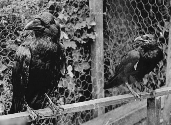 Sau khi lấy được đồng tiền, chúng sẽ tìm cách chôn nó để giấu những con khác trong đàn. Ngoài ra, quạ khá ghét con người và sẽ sẵn sàng cắn xé nếu ai đó có ý muốn chạm vào chúng.