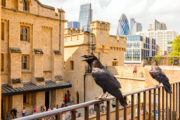 Mernila được mệnh danh là "ngôi sao" có vẻ ngoài đầy kiêu hãnh. Nó tỏ ra thân thiện với con người và xa lánh 6 con còn lại, đồng thời sống riêng trong một lồng ở Queen's House.