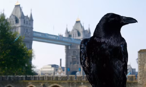 Skaife cũng tiết lộ Munin trong đàn được mệnh danh là "góa phụ đen". Chính nó đã sắp xếp để hai bạn tình thiệt mạng. Munin dẫn dụ 2 "gã chồng" lên tháp và yêu cầu chúng bay xuống. Tuy nhiên do đôi cánh đã bị cắt ngắn nên một con rơi xuống và chết, con còn lại vì bay quá xa đã rơi xuống sông Thames và chết đuối. Hiện Munin kết đôi với một con khác trẻ hơn.