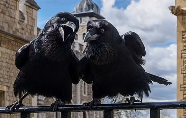 Một lưu ý đối với du khách khi tới tham quan tháp London là nên lưu ý lũ quạ. Chúng có sở thích ăn cắp, đặc biệt là tiền xu.