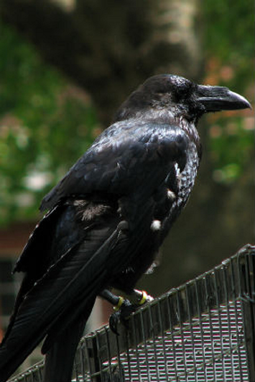 Tuy nhiên, chính vì thích máu tươi nên lũ quạ đôi khi tỏ ra khá hung dữ. Skaife từng nhìn thấy một con quạ tấn công con chim bồ câu và giết chết chỉ trong vòng 3 phút.