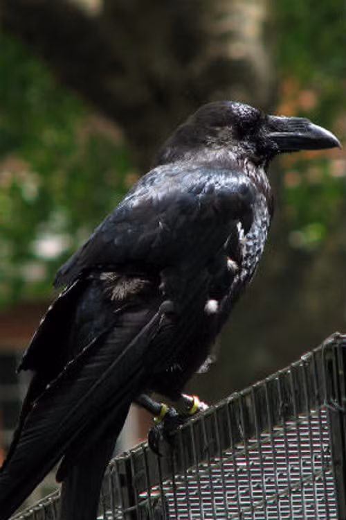 Tuy nhiên, chính vì thích máu tươi nên lũ quạ đôi khi tỏ ra khá hung dữ. Skaife từng nhìn thấy một con quạ tấn công con chim bồ câu và giết chết chỉ trong vòng 3 phút.