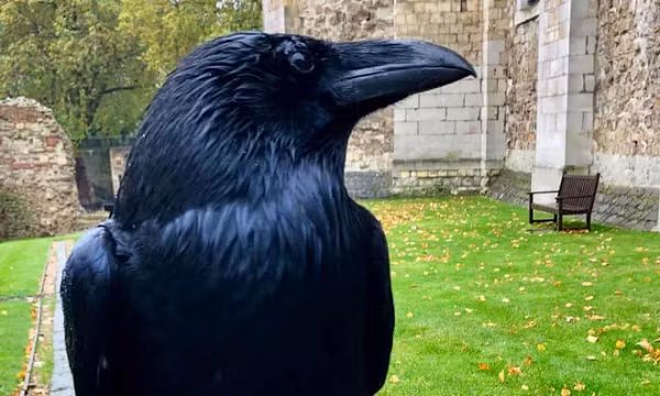  Merlina, "nữ hoàng" của những con quạ ở Tháp London, đột ngột biến mất và có thể đã chết. Theo truyền thuyết, cần có ít nhất 6 con quạ ở đây để Vương quốc Anh không sụp đổ.