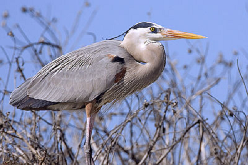 Chim diệc xanh lớn là những chuyên gia săn mồi với khả năng săn cá mập da báo vô vùng tài tình. Ngoài cá mập, thức ăn của loài chim này còn bao gồm động vật lưỡng cư, bò sát, cá và động vật có vú. Ngay cả cá sấu con cũng có thể trở thành bữa ăn của chúng.