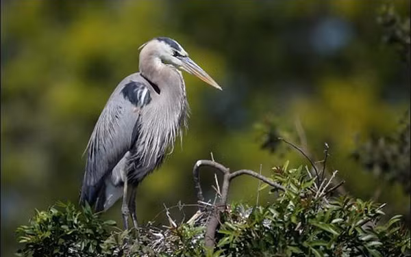 Đúng như tên gọi của nó, diệc xanh thường có lông màu xanh xám, mặc dù có một số có màu trắng tuyết, thường được gọi là diệc trắng. Các nhà khoa học vẫn đang tranh cãi xem liệu diệc trắng và diệc xanh có phải là cùng một loài hay không. Về cơ bản, chúng có các đặc điểm giống nhau chỉ trừ màu lông.