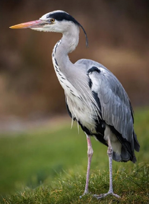 Ếch, rắn, cá chép, cá trê đầu bò là những sinh vật có thể gây nghẹn cho diệc xanh.