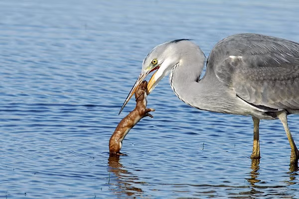 Trong môi trường hoang dã, sinh tồn quả là một bài toán hết sức khốc liệt với mọi loài động vật.