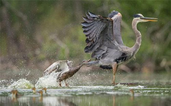 Cơ chế tiêu hóa của diệc xanh rất đặc biệt. Chúng có mỏ rất to, thực quản và dạ dày co giãn cho phép diệc xanh có thể nuốt chửng cả những con mồi lớn. Đó là lý do tại sao bạn có thể thấy con diệc xanh ở đây ăn được cả một con cá sấu con, nuốt trọn nó từ đầu tới đuôi.