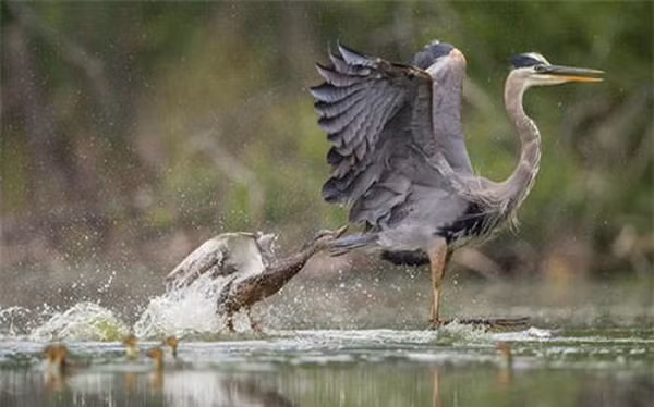 Cơ chế tiêu hóa của diệc xanh rất đặc biệt. Chúng có mỏ rất to, thực quản và dạ dày co giãn cho phép diệc xanh có thể nuốt chửng cả những con mồi lớn. Đó là lý do tại sao bạn có thể thấy con diệc xanh ở đây ăn được cả một con cá sấu con, nuốt trọn nó từ đầu tới đuôi.