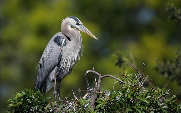 Đúng như tên gọi của nó, diệc xanh thường có lông màu xanh xám, mặc dù có một số có màu trắng tuyết, thường được gọi là diệc trắng. Các nhà khoa học vẫn đang tranh cãi xem liệu diệc trắng và diệc xanh có phải là cùng một loài hay không. Về cơ bản, chúng có các đặc điểm giống nhau chỉ trừ màu lông.