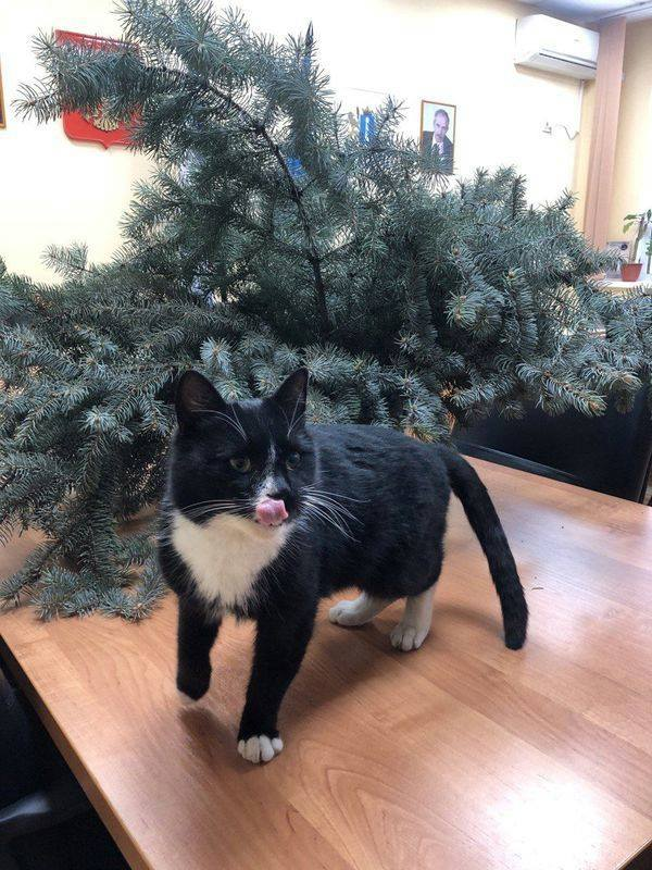 Ngoài bổ nhiệm chú mèo làm thứ trưởng danh dự để khuyến khích người dân bảo vệ và có trách nhiệm với vật nuôi, cơ quan này còn công bố một cuộc thi đặt tên cho con vật này.