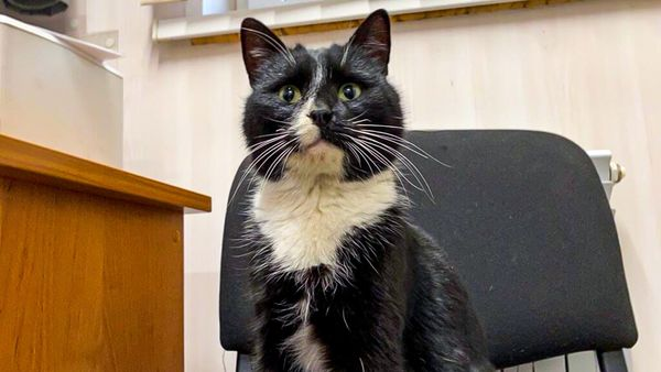 Được biết, ông Gulnara Rakhmatulina cũng trao chức vụ 'thứ trưởng' môi trường danh dự cho chú mèo may mắn này.