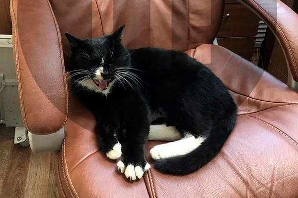 Bộ trưởng Môi trường vùng Ulyanovsk, ông Gulnara Rakhmatulina sau đó đã đem con mèo về nuôi trong tòa nhà của bộ. Ông Gulnara Rakhmatulina cho biết: "Chúng tôi đã đưa con mèo đến tòa nhà của bộ và tất cả nhân viên sẽ chịu trách nhiệm chăm sóc nó".