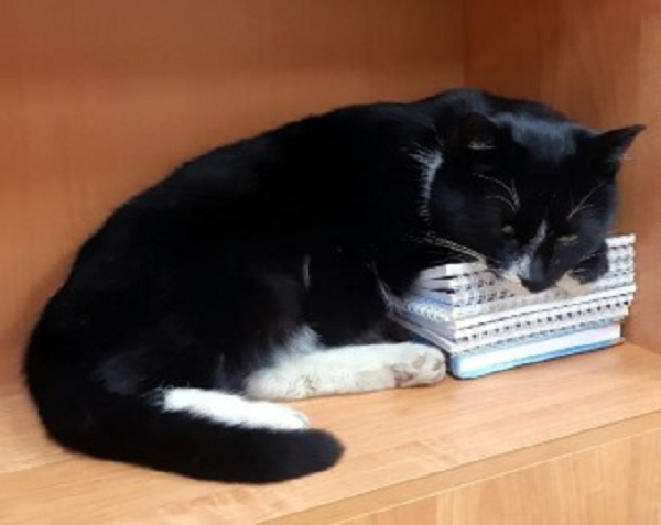 Theo báo cáo truyền thông địa phương, ít nhất ba loài động vật đã được cứu sống tại nhà máy, nằm khoảng 692 km về phía đông Moscow, trong đó có hai con rùa và một con nhím châu Phi có biệt danh là Vezunka, theo tiếng Nga có nghĩa là may mắn.