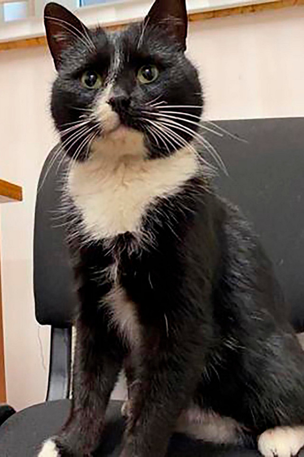 Câu chuyện làm “Thứ trưởng Danh dự” của con mèo ở Nga hoàn toàn bất ngờ và chưa từng có trong truyền thống ở địa phương.