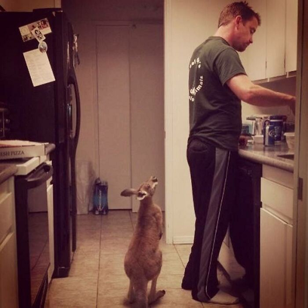 Con chuột túi 6 tháng tuổi đang kiên nhẫn đứng chờ trong gian bếp trong khi người đàn ông nấu bữa ăn