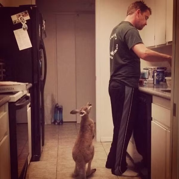 Con chuột túi 6 tháng tuổi đang kiên nhẫn đứng chờ trong gian bếp trong khi người đàn ông nấu bữa ăn