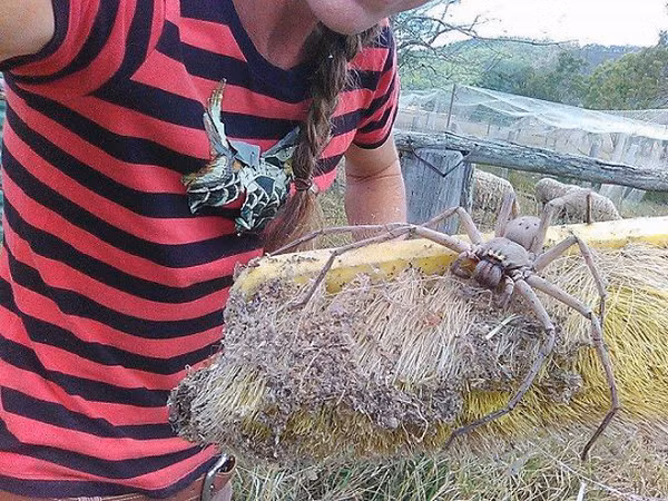 Nhện ở Australia cũng sở hữu "size" khổng lồ.