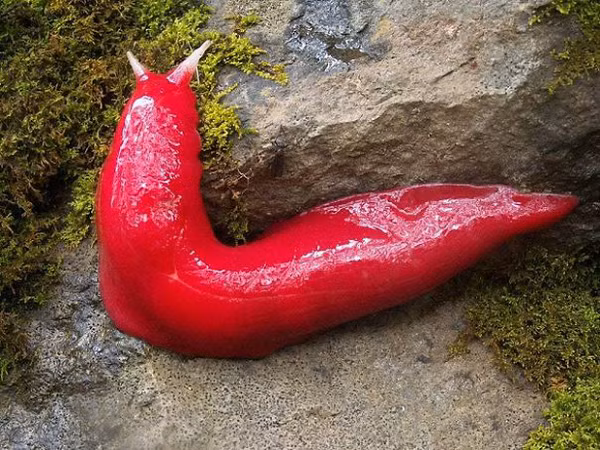 Loài sên đặc biệt này chỉ tìm thấy trong khu rừng tách biệt độc lập ở một ngọn núi lửa ở Australia.