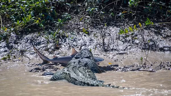 Khoảnh khắc cá sấu tấn công ngoạm chặt cá mập trong miệng có 1-0-2.