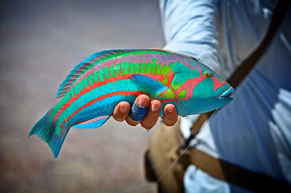 Cá bảy màu đẹp mắt chỉ có trên đảo Christmas