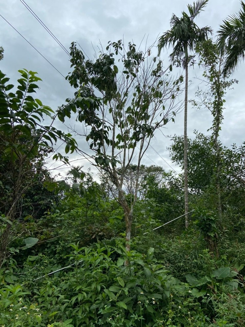 Người đàn ông bị điện giật chết khi hái cau: Ngày 19/10, UBND xã Tiên Cẩm (huyện Tiên Phước, Quảng Nam) cho biết, trên địa bàn vừa xảy ra vụ tai nạn điện khiến một người chết tại chỗ. Sáng cùng ngày, ông Nguyễn Văn Hường (52 tuổi, ngụ thôn Cẩm Tây) cùng vợ đi mua cau tại nhà bà P.T.S. (ngụ tổ 8, thôn Cẩm Tây, xã Tiên Cẩm). Trong lúc hái cau, ông Hường sơ suất để cây sào hái cau va vào đường dây điện cao thế nên bị điện giật chết tại chỗ.