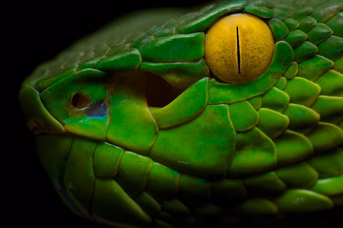 Một lần nữa, bản thân sự nhầm lẫn có thể do căng thẳng hoặc các vấn đề kiểm soát nhiệt độ gây ra.