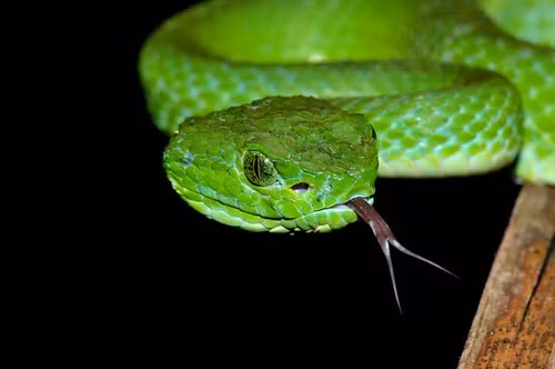 Dường như không có loài cụ thể nào có khả năng ăn thịt chính mình nhiều hơn bất kỳ loài rắn nào khác. Thực tế là, bất kỳ con rắn nào được nuôi nhốt trong chuồng làm thú cưng đều có thể biểu hiện hành vi này khi ở trong điều kiện không tối ưu.