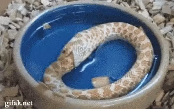 Một lý do khác khiến điều này có thể xảy ra là khi sự trao đổi chất của rắn tăng cao vì một lý do nào đó, chúng có thể nhầm tưởng rằng chúng đang đói cồn cào.