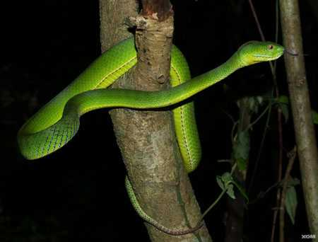 Nguyên nhân cuối cùng của hành vi này có thể là do nhầm lẫn đơn giản. Nếu một con rắn trở nên mất phương hướng, nó có thể nghĩ rằng đuôi của nó là con mồi và cố gắng tiêu thụ nó.