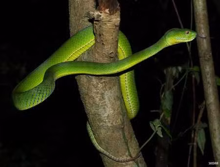 Nguyên nhân cuối cùng của hành vi này có thể là do nhầm lẫn đơn giản. Nếu một con rắn trở nên mất phương hướng, nó có thể nghĩ rằng đuôi của nó là con mồi và cố gắng tiêu thụ nó.