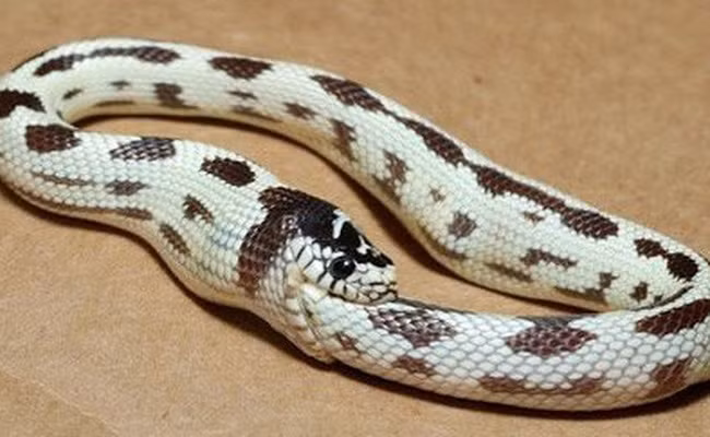 Một vấn đề mà các chuyên gia động vật cho rằng có thể khiến rắn ăn thịt chính mình như một phản ứng căng thẳng là nhiệt độ cơ thể của chúng trở nên quá cao.