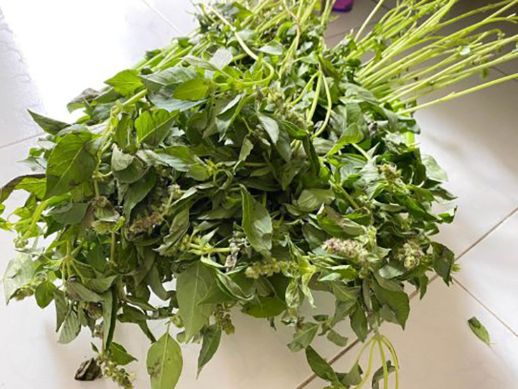 Cây é vốn mọc dại bạt ngàn ở khắp các mảnh đất trống hay trong các vườn hoang ở các tỉnh Nam Trung Bộ và Tây Nguyên