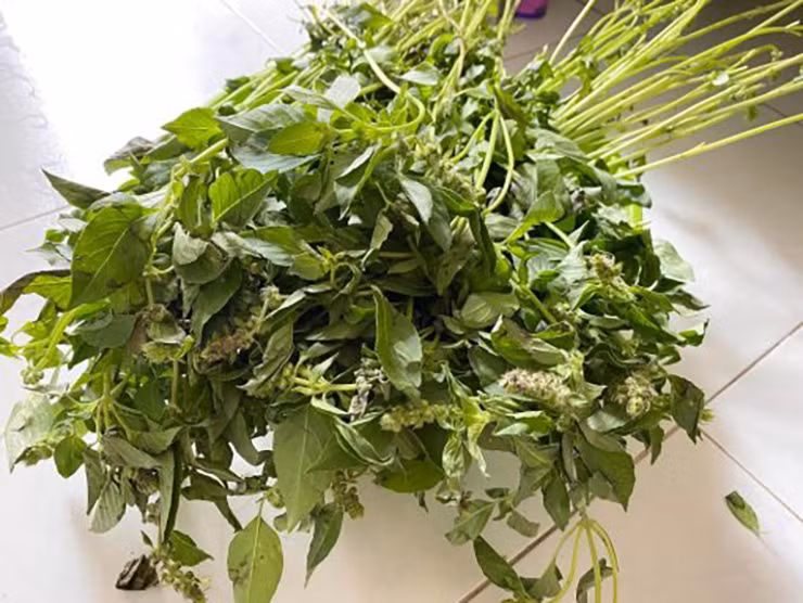 Cây é vốn mọc dại bạt ngàn ở khắp các mảnh đất trống hay trong các vườn hoang ở các tỉnh Nam Trung Bộ và Tây Nguyên