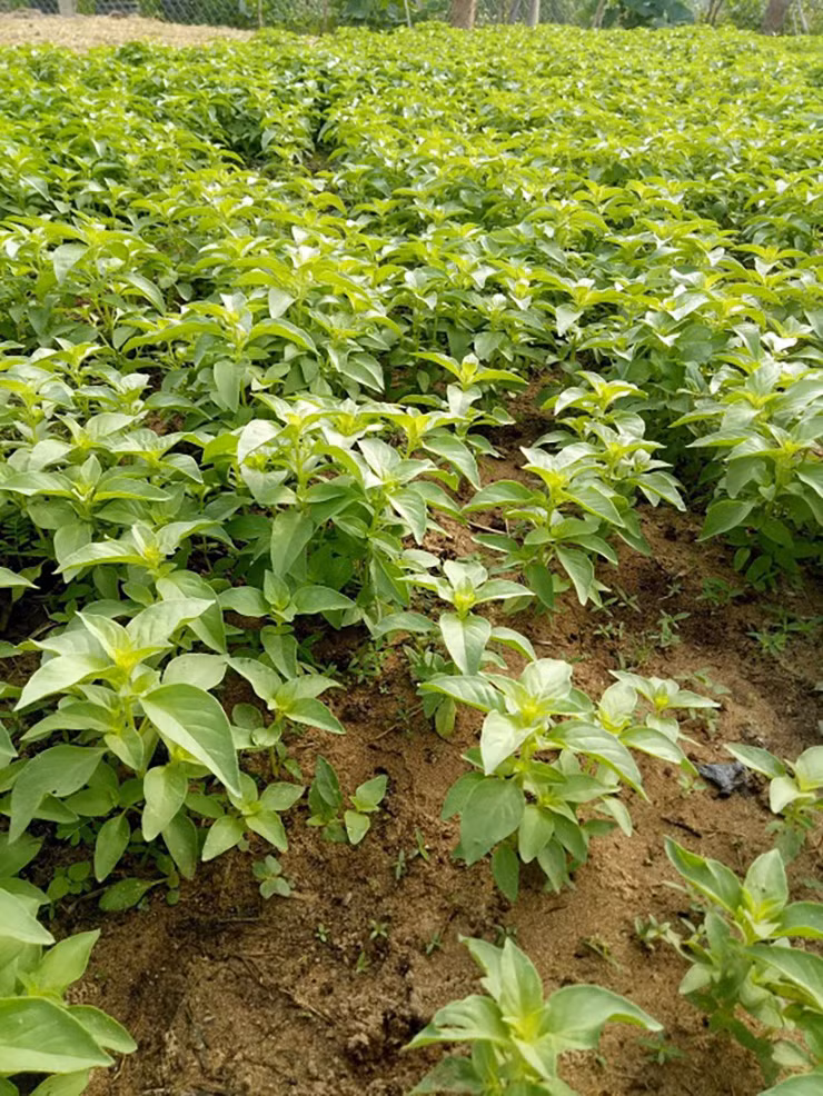 Nhiều người dân ở Phú Yên và Đắk Lắk đã mở rộng mô hình trồng cây lá é để bán ra thị trường