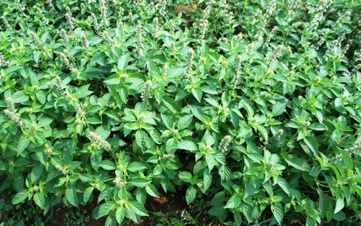 Cây lá é rất dễ trồng, không cần chăm sóc cầu kỳ vẫn cho thu hoạch quanh năm