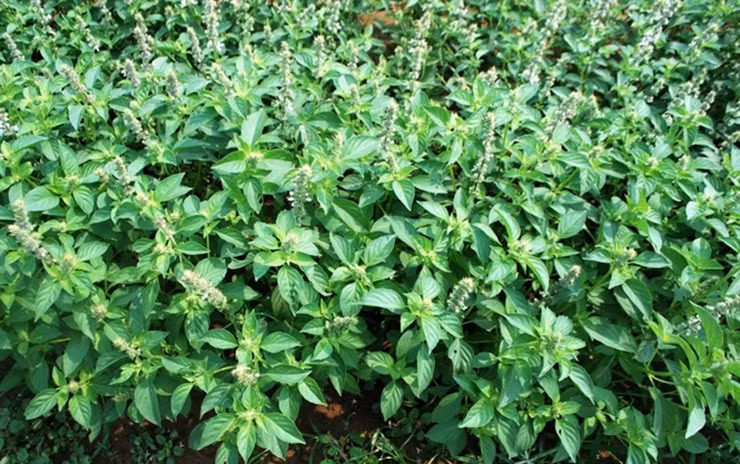 Cây lá é rất dễ trồng, không cần chăm sóc cầu kỳ vẫn cho thu hoạch quanh năm