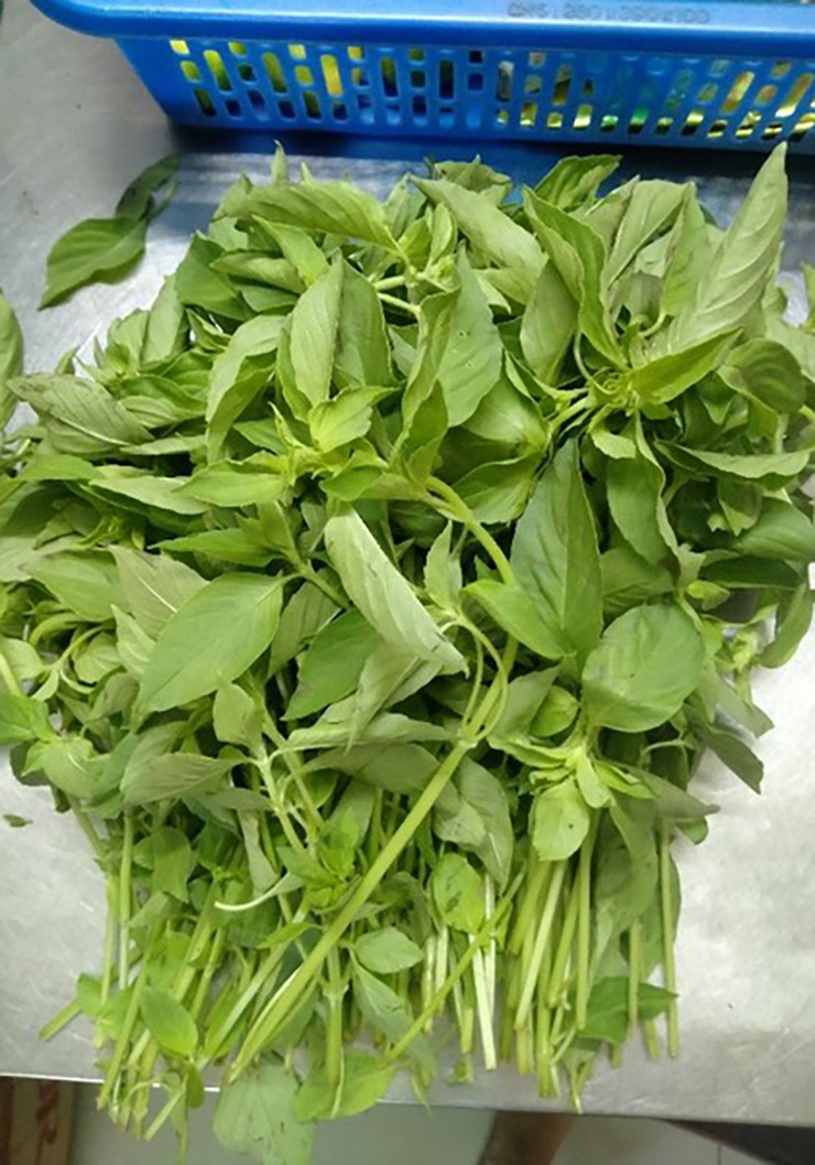 Cây é mọc quanh năm, cao khoảng 50cm, hoa màu trắng, thân và lá có màu xanh lục nhạt