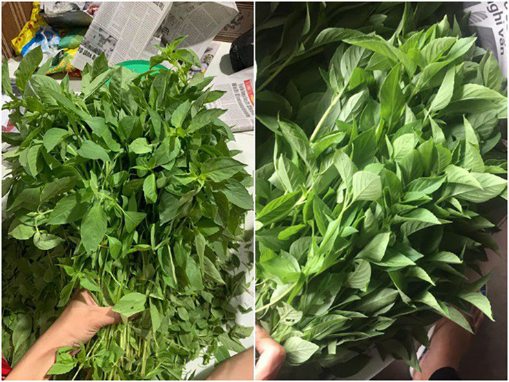 Lá é gần giống với lá rau húng quế nên nhiều người nhầm lẫn, để phân biệt người ta dựa vào đặc điểm hoa và thân é có màu trắng và có lông 