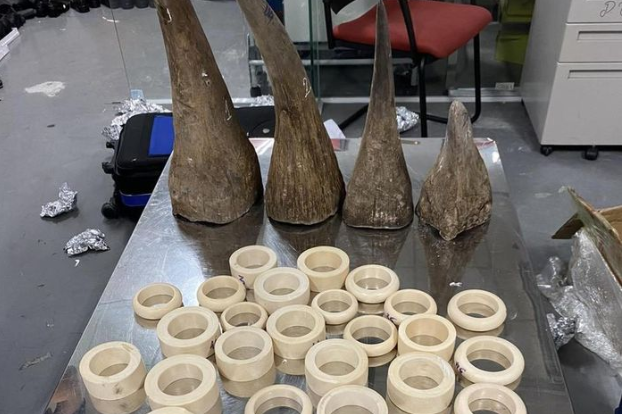 Ha Noi: Phat hien hon 16kg sung te giac va nga voi nhap lau