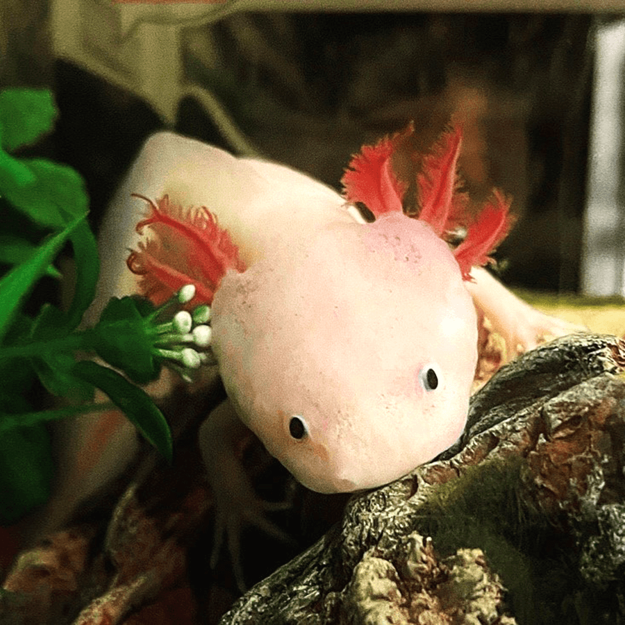 Đặc biệt, Axolotl cũng có thể tái tạo hầu hết mọi bộ phận trên cơ thể, bao gồm tay chân, mắt và thậm chí cả các bộ phận của não. Ảnh: reptiles.