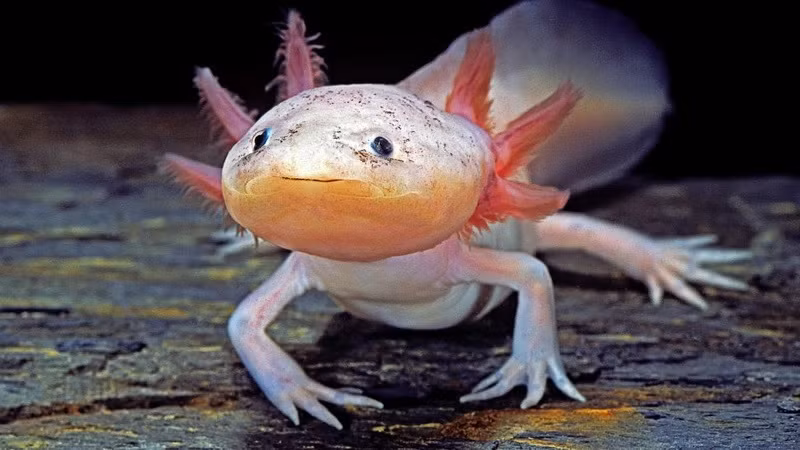 Axolotl (hay còn gọi kỳ giông Mexico, cá đi bộ Mexico) là một trong những loài động vật độc, lạ nhất thế giới. Là loài lưỡng cư chỉ được tìm thấy ở hai hồ Xochimilco và Chalco, gần thành phố Mexico, chúng có vẻ ngoài cực kỳ dễ thương. Ảnh: LIVE SCIENCE.