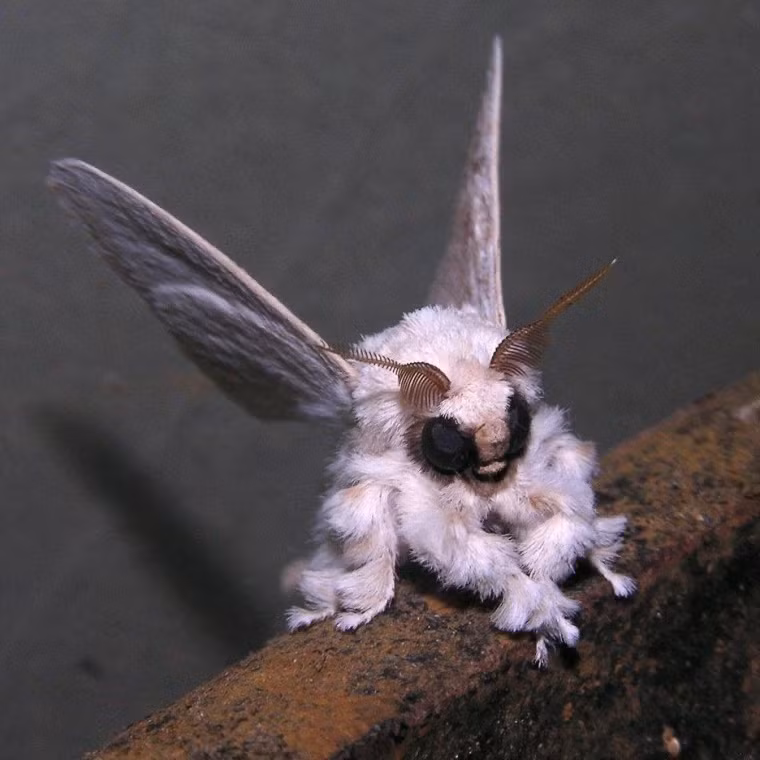 Vào năm 2009, loài bướm đêm chó xù (poodle moth) được phát hiện ở Venezuela. Nó có hình dáng đáng sợ với đôi mắt đen lớn lồi ra. Ảnh: Arthur Anker qua Flickr.