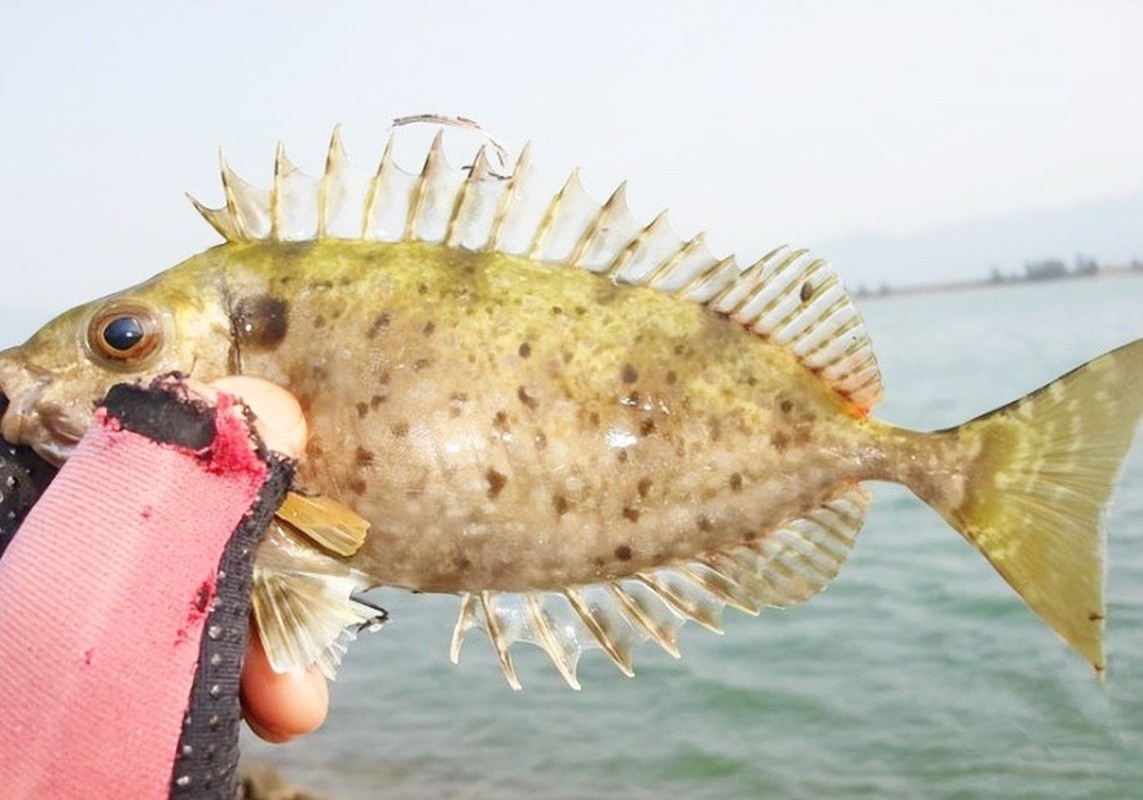 Vây lưng của cá dìa trơn rất cứng và sắc nhọn. Thêm nữa, vây lưng còn có chứa một lượng độc tố nhỏ. Do đó, khi tiếp xúc với loài cá này, mọi người phải vô cùng thận trọng. Ảnh: Getty.